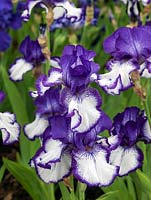 Iris 'Art Deco', a bearded iris - purplish blue and white 