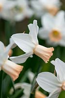 Narcissus cyclamineus 'Cotinga', 
