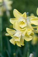 Narcissus Pippit, an all-yellow daffodil with a sweet fragrance. Floriferous, bearing more than one flower on many stems.