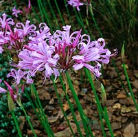Nerine bowdenii, a bulbous perennial with broad leaves that flowers in autumn.