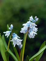 Puschkinia scilloides, a perennial bulb producing blue bell-shaped flowers with darker stripes in late winter and early spring.