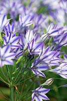 Triteleia Rudy, an early summer bulb whose white flowers are sliped with vivid violet markings.