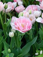 Tulipa 'Angelique', a tulip flowering in late spring with gorgeous, double pink flowers.