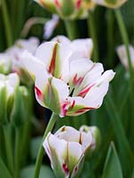 Tulipa 'Flaming Spring Green', a Viridiflora tulip flowering in late spring with white flowers splashed with red and green.