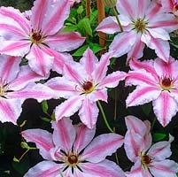 Clematis 'Matka Siediska', a large-flowered pink and white variety flowering in late spring.