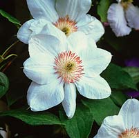 Clematis 'Mrs George Jackman'. A white flowered climber in early summer, bears large flowers 10cm across.