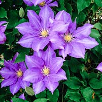 Clematis H. F. Young, a large-flowered, early clematis 