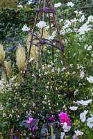 Clematis viticella 'Kaiu' bears masses of creamy, pink tinged bells from late summer. Trained up willow obelisk amidst cosmos and dahlias.