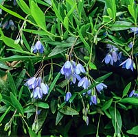 Sollya heterophylla, bluebell creeper, a bush, twining climber with tiny, bell-shaped blue flowers. Tender.