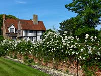 A garden wall covered with Rosa Iceberg leads to a historic C12 timber framed Elizabethan house.