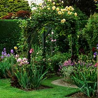 Extended pergola gives privacy from neighbours. Growing over arch, golden Rosa Alchymist. In beds, American irises - Sotto Voce and Ramblin Rose.