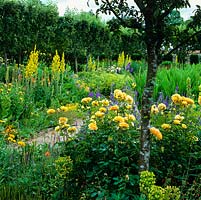 Golden Verbascum 'Spica' has self-seeded throughout  herbaceous beds, alongside roses, red hot pokers, Centaurea macrocephala and aster.