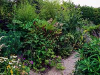 A narrow path running through dense mixed borders planted with Geranium, Persicaria, Echinacea, Euphorbia, Cynara and Trachycarpus with a tall protective hedge behind.
