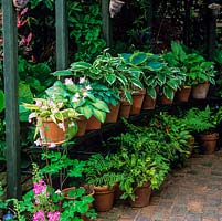 Collection of hostas and ferns in terracotta pots thrive in shade of a pergola.