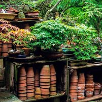 Collection of old terracotta pots, stacked upside down in wooden crates beneath potted acers, creates attractive focal point in dull corner.