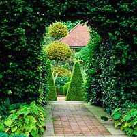 View through arch in huge beech hedge to Dutch Garden with its geometric parterre of box pyramids, balls and hedges. Ilex x altaclerensis 'Golden King'.