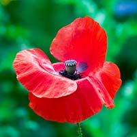 Papaver rhoeas, field, corn or Flanders poppy, an annual that self-seeds freely