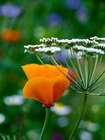 Eschscholzia californica, Californian poppy, an orange flowered annual that self-seeds freely. Stands beside Ammi majus, Lady's lace.