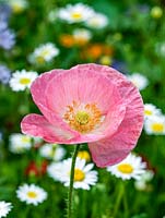 Papaver rhoeas Shirley Series, an annual poppy set against backdrop of ox-eye daisies.