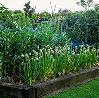 On heavy clay soil, kitchen garden is planted in raised beds contained in old railway sleepers. Rows of broad beans and Welsh onions.