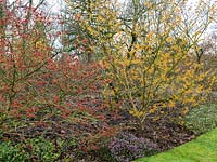 National Collection of witch hazels. Hamamelis x intermedia Diane and Vesna are in a border, underplanted with heathers - Erica King George. 