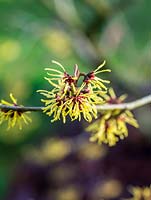 Hamamelis x intermedia Westersiede, has fragrant spidery glowing yellow flowers with crinkled, crimped petals.