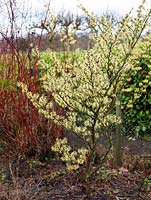 Hamamelis x intermedia Pallida, has spidery fragrant yellow flowers with crinkled, crimped petals. Behind, red winter dogwood stems.
