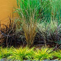 Blend of ornamental grasses. Centre - Carex buchanani, Front - clumps Acorus Hakiro Nishiki. Red Uncinia rubra. Behind, silvery Agrostis repens.