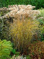 Miscanthus sinensis Silver Feather, a deciduous, perennial, clump-forming ornamental grass which, in autumn, bears plumes of silky, silvery, trailing spikes.