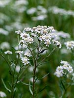 Achillea ptarmica, a branched perennial with small flowerheads held in loose clusters.