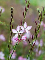 Gaura lindheimeri, a herbaceous perennial with delicate starry flowers. 