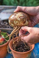 Removing aged dead roots from the bulb before planting