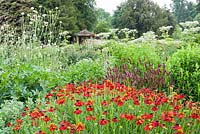 The Long Border at Forde Abbey with views to the Pergola - plants include Helenium 'Moerheim Beauty', Cephalarea gigantea and Sanguisorba