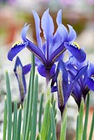 Iris 'Violet Beauty'