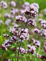 Origanum vulgare, an aromatic perennial with pink flowers in summer. 