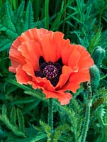 Papaver orientale Leuchtfeurer, an orange poppy, a herbaceous perennial flowering in summer.