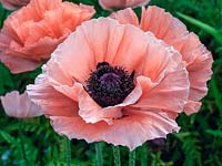 Papaver orientale Khedive, a pink poppy, a herbaceous perennial flowering in summer.