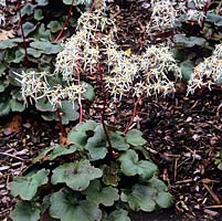 Saxifraga fortunei, deciduous or semi-green clump-forming with mid-green leaves and long white flowers in autumn.
