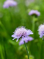 Scabiosa columbaria, a lanky perennial with blue-lilac flowers resembling pincushions in summer.