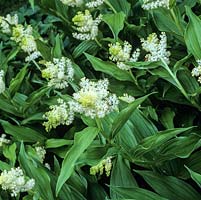 Smilacina racemosa, False Spikenard or False Solomons Seal, a rhizomatous perennial with bright green leaves and, in spring, panicles of creamy white little flowers.