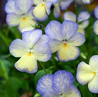 Viola Josie, a perennial viola with large rich cream flowers edged in the palest mauve.
