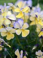 Viola cornuta Pat Kavanagh, a perennial viola with beautiful pale yellow flowers flushed with mauve at the edged, prettily rayed.