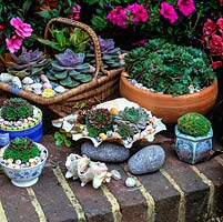 Front door step decorated with a collection of old teapots, sugar bowls, china boot and a basket filled with sedum, sempervivum and echeveria rosettes.