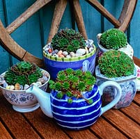 A redundant teapot, cup and sugar bowls filled with sempervivum rosettes, placed on a table with an old wooden cartwheel in the background.