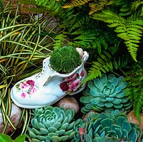 An old china boot filled with sempervivum rosettes sits in a rockery alongside Echeveria elegans rosettes, fern and grasses.