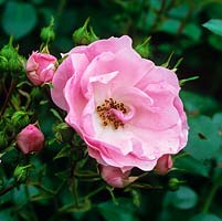 Rosa Bonica, a pink modern shrub rose with pretty, many petalled, cupped lightly fragrant flowers.