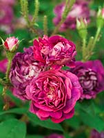 Rosa William Lobb, a vigorous moss rose with cupped, double, scented, purple flowers
