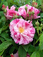 Rosa Ferdinand Pichard, an old hybrid perpetual rose with striped, cupped flowers in scarlet and pink.