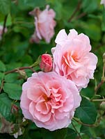 Rosa Fritz Nobis, a pink modern shrub rose bearing clusters of open cupped, fragrant flowers.