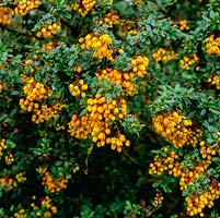 Berberis darwinii is an evergreen shrub bearing masses of dark orange flowers in spring.